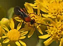 Crassomicrodus clypealis - photo 3