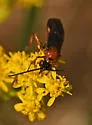 Crassomicrodus clypealis - photo 4