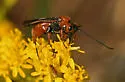 Crassomicrodus clypealis - photo 5