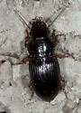 Cratacanthus dubius - Cratacanthus dubius