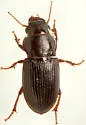 Cratacanthus dubius - photo 3