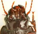 Cratacanthus dubius - photo 4
