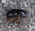 Cratacanthus dubius - photo 5
