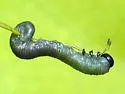 Craterocercus fraternalis