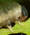 Craterocercus fraternalis - photo 3