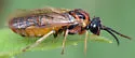 Craterocercus fraternalis - photo 5