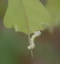 Craterocercus obtusus - Craterocercus obtusus