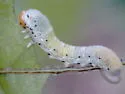 Craterocercus obtusus - photo 2