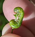 Craterocercus obtusus - photo 3