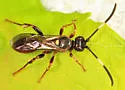Cratichneumon annulatipes
