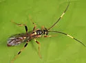 Cratichneumon annulatipes - photo 2