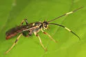 Cratichneumon annulatipes - photo 3
