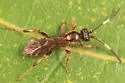 Cratichneumon annulatipes - photo 4