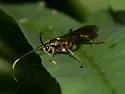 Cratichneumon annulatipes - photo 5