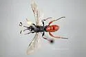 Cratichneumon antichromus