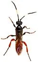 Cratichneumon antichromus - photo 2