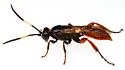 Cratichneumon antichromus - photo 3