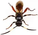 Cratichneumon antichromus - photo 4