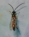Cratichneumon antichromus - photo 5