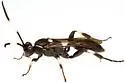 Cratichneumon arizonensis