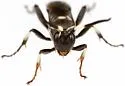 Cratichneumon arizonensis - photo 2
