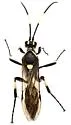 Cratichneumon arizonensis - photo 3