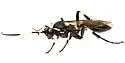 Cratichneumon arizonensis - photo 4
