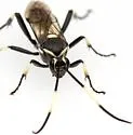 Cratichneumon arizonensis - photo 5