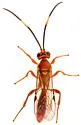 Cratichneumon arussatus