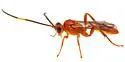 Cratichneumon arussatus - photo 2