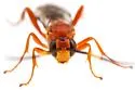 Cratichneumon arussatus - photo 3