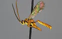 Cratichneumon astutus