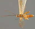 Cratichneumon astutus - photo 2