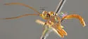 Cratichneumon astutus - photo 3