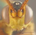 Cratichneumon astutus - photo 4