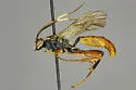 Cratichneumon duplicatus