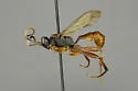 Cratichneumon duplicatus - photo 2