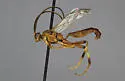 Cratichneumon elongatus