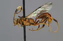 Cratichneumon elongatus - photo 2