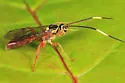 Cratichneumon facetus