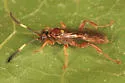 Cratichneumon facetus - photo 2