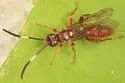 Cratichneumon facetus - photo 3