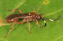 Cratichneumon facetus - photo 4