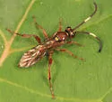 Cratichneumon facetus - photo 5