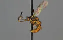 Cratichneumon flavipectus