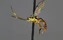 Cratichneumon flavipectus - photo 2