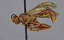 Cratichneumon fossorius