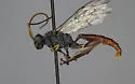 Cratichneumon fossorius - photo 2