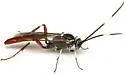 Cratichneumon igniferus
