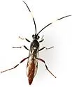 Cratichneumon igniferus - photo 2